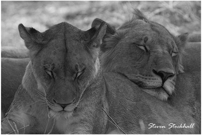 Lions in the Okavango