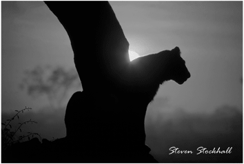 Lion at dawn Savuti